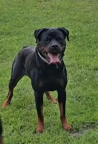A black and brown dog standing on green grass, panting with its tongue out.