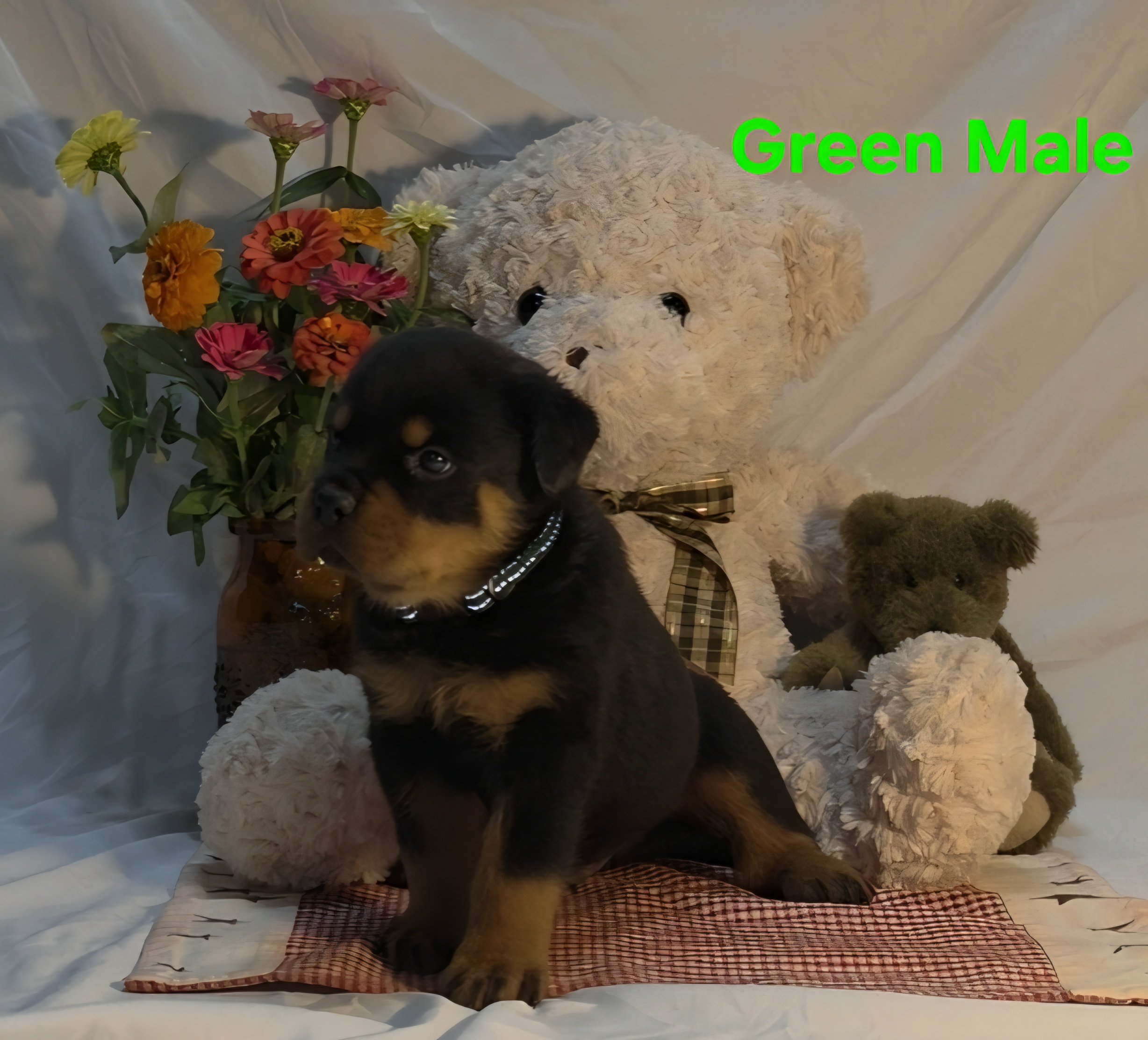 A small black and brown puppy with blue eyes lying on a plaid blanket in front of a floral arrangement with pink, yellow, and orange flowers and green leaves, surrounded by white fluffy fabric and additional decorative items.