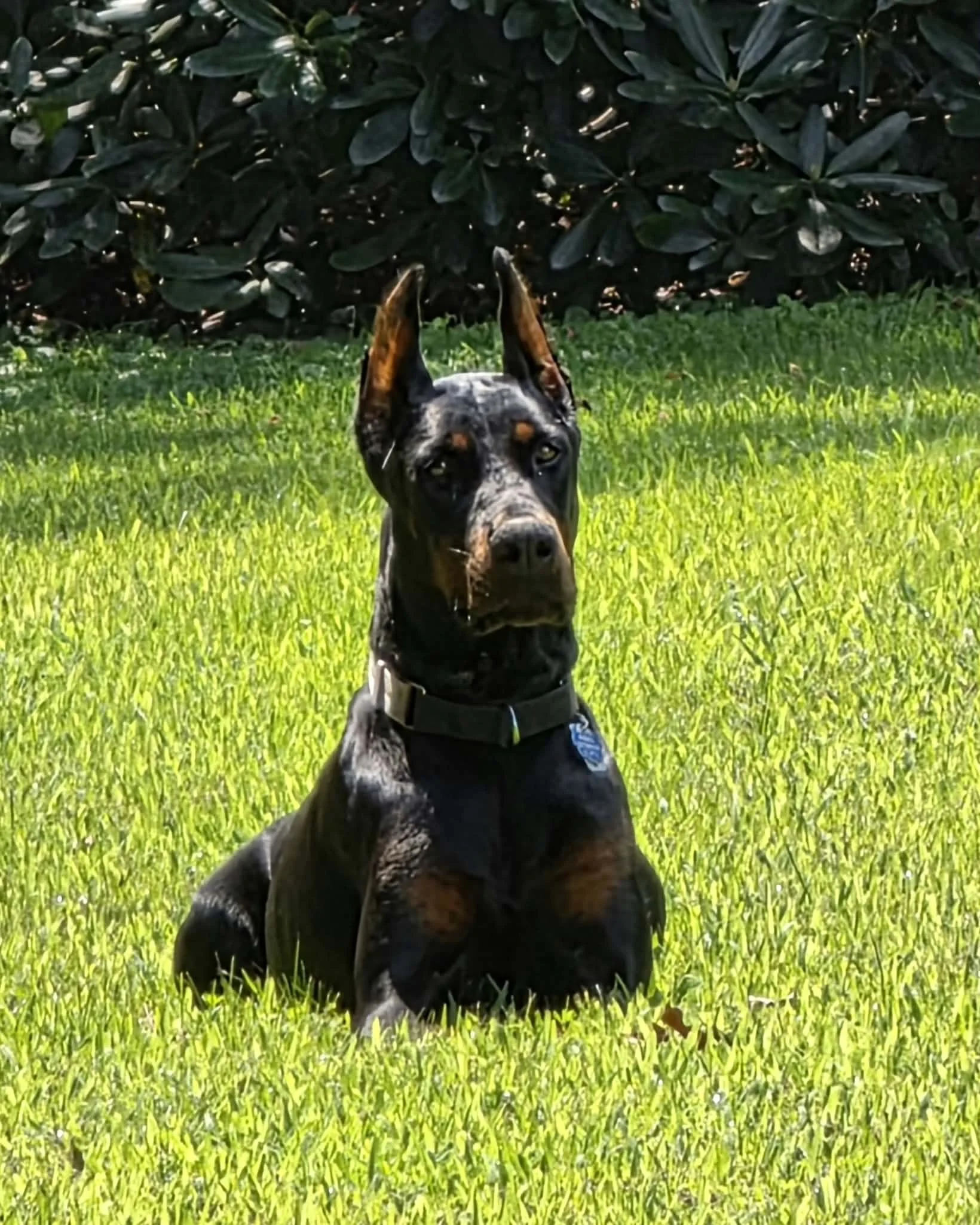 A black and brown dog with a brindle coat pattern sitting on green grass in front of a bush with dark green leaves.
