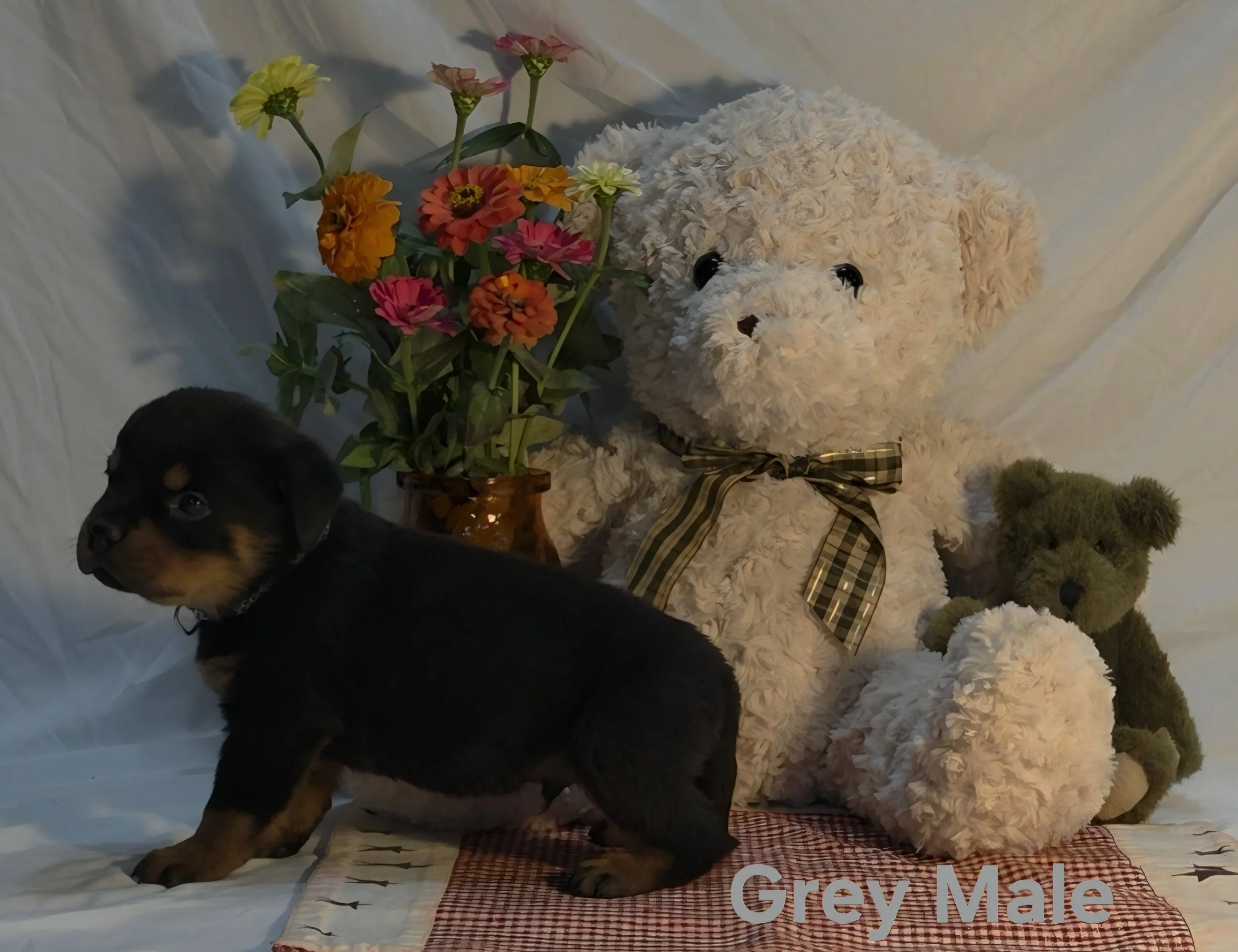 A small black and tan puppy lying on a white surface next to a large plush white teddy bear with black eyes and a brown nose, decorated with a plaid ribbon and a bouquet of colorful flowers including pink, yellow, and orange blooms.