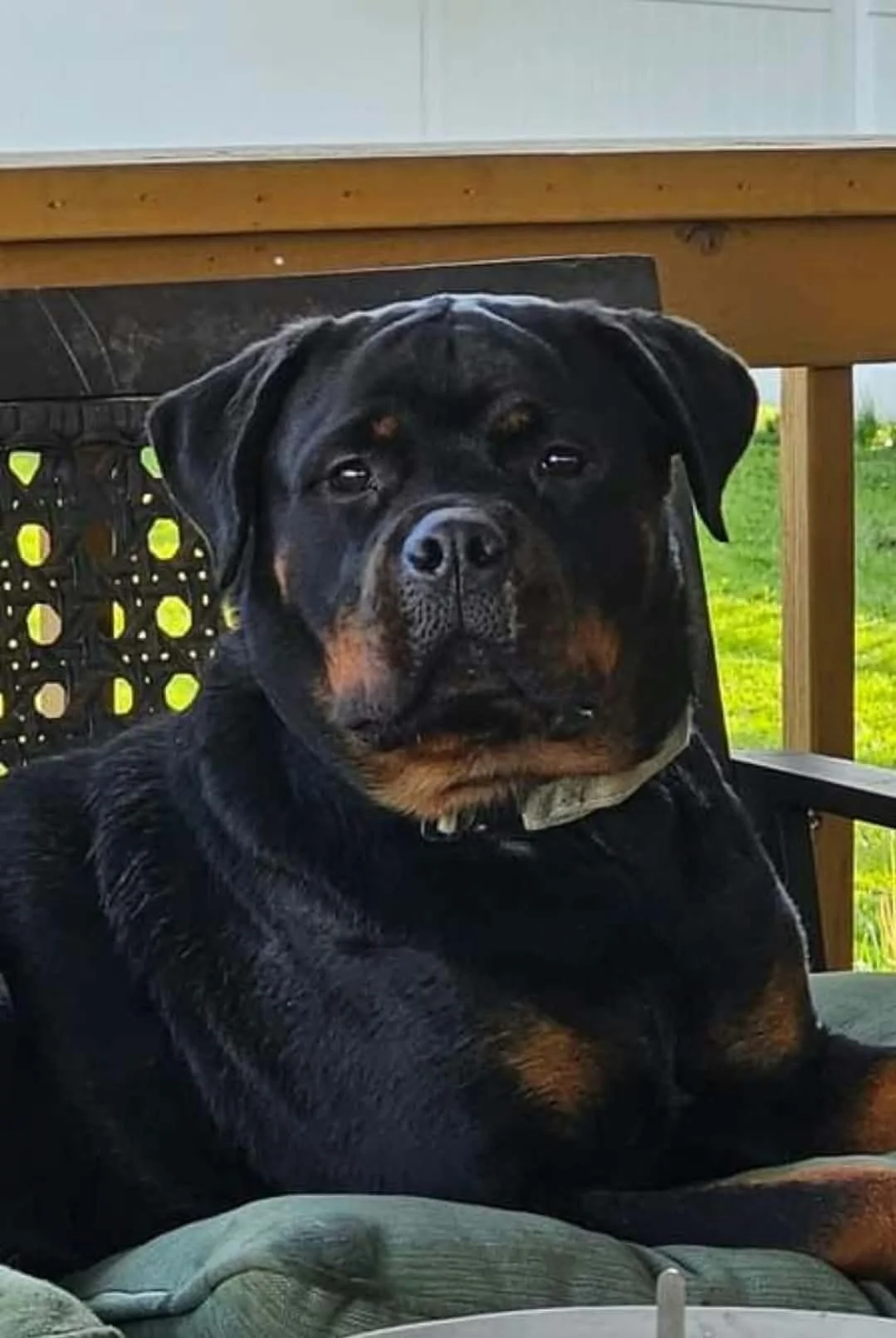 A large black and brown Rottweiler dog sitting on a cushioned outdoor chair on a porch, with a wooden railing and green yard visible in the background.