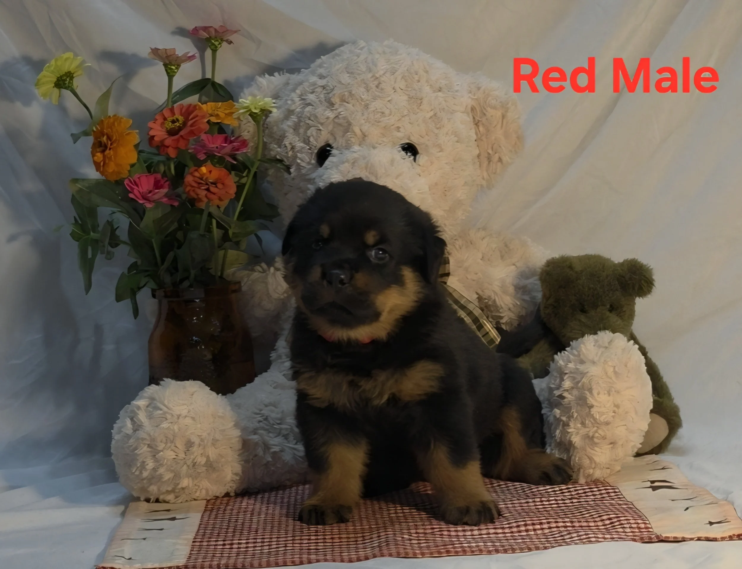 Black and tan puppy sitting on a red and black checkered mat, with a white fluffy dog in the background, a bouquet of colorful flowers, and a small green stuffed animal.
