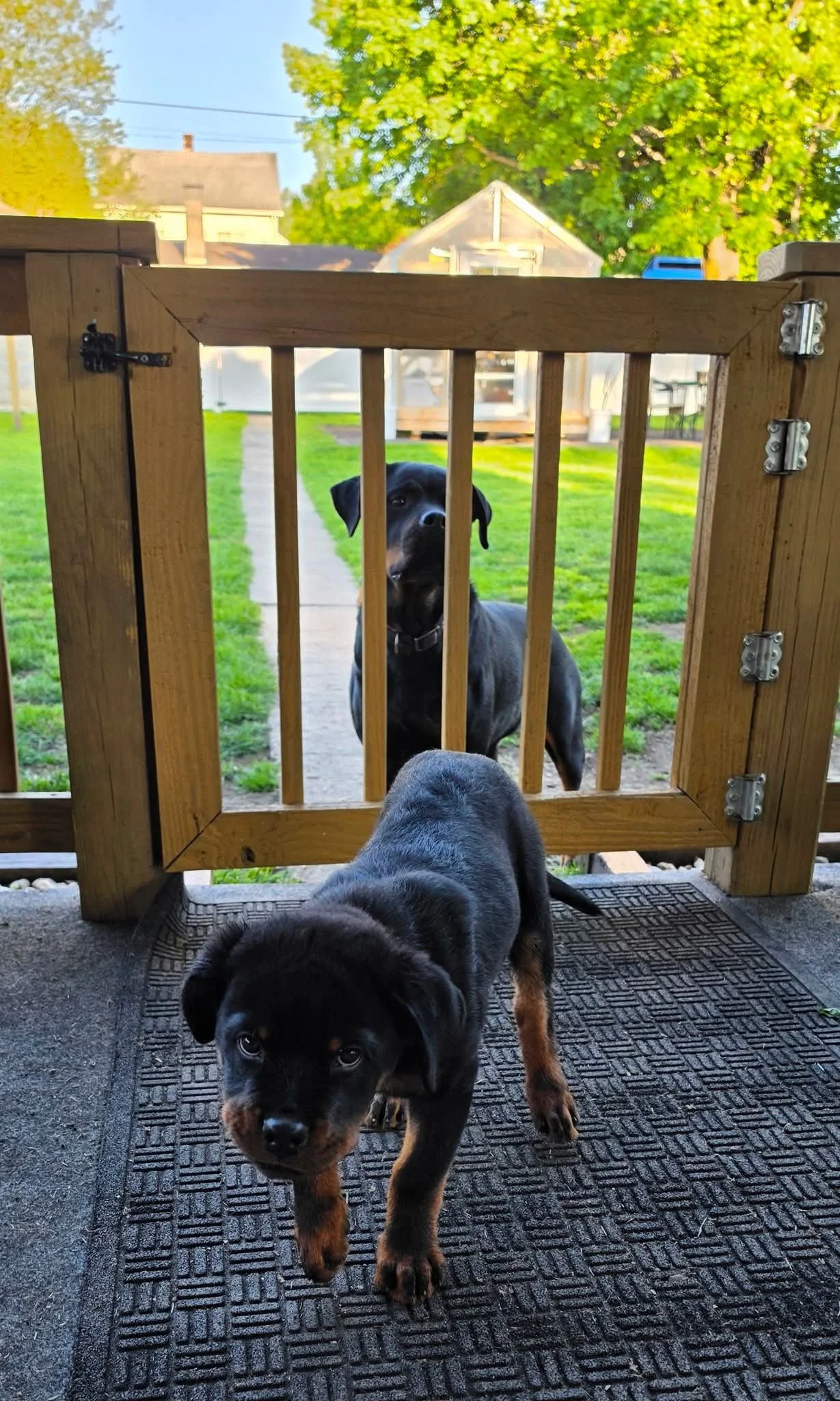 Three puppies outside near a wooden gate, one puppy looks through the gate, others walking in front on a textured black mat.