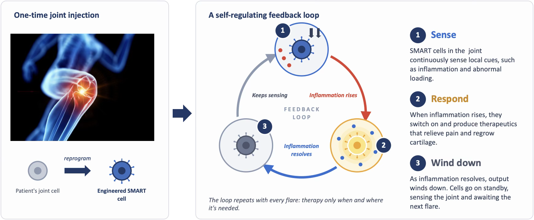 Diagram illustrating the process of a self-regulating feedback loop for joint inflammation. It shows a patient’s joint cell being reprogrammed into an engineered SMART cell, which senses local cues, responds by producing therapeutics to reduce inflammation, and then winds down as inflammation resolves.