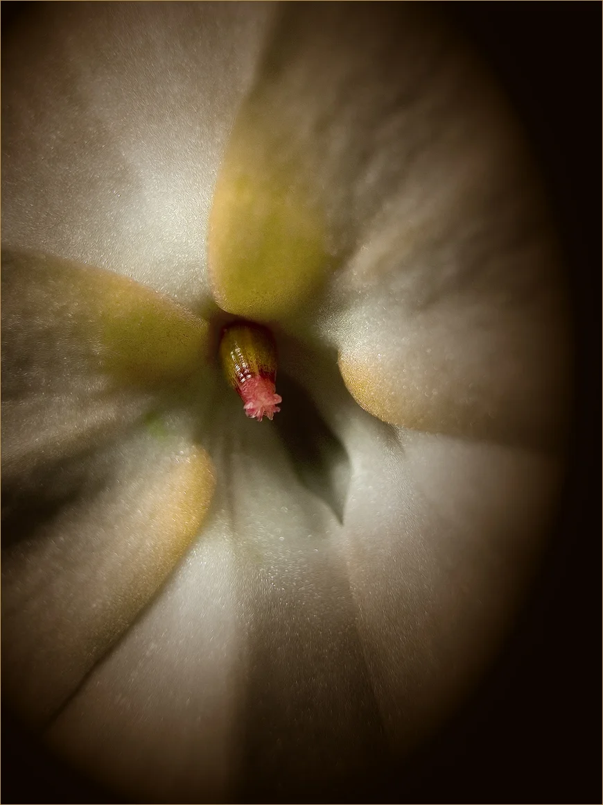 flower closeup.jpg