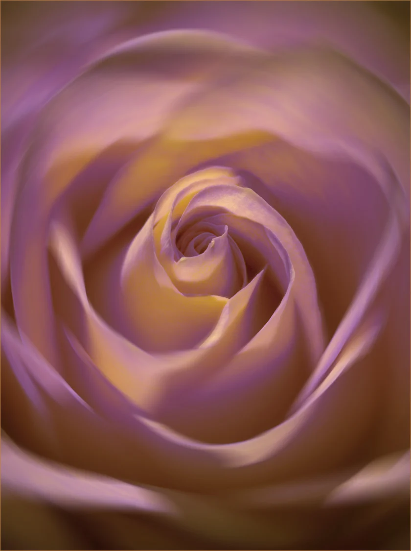 "Pink Blush"
