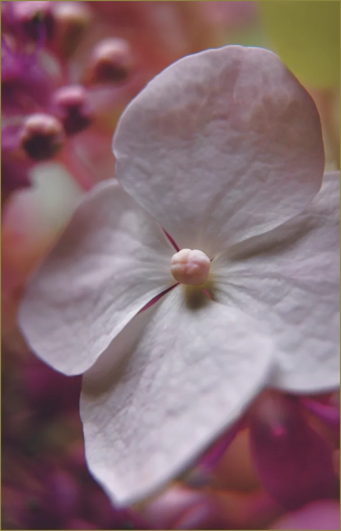 pink.jpg