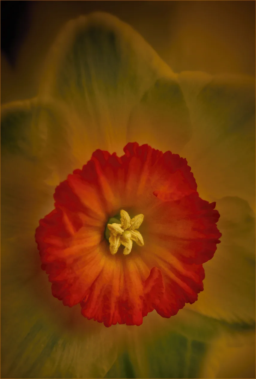 "Blended Daffodil"