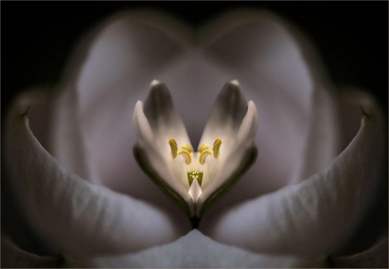 "Nocturnal Beauty"