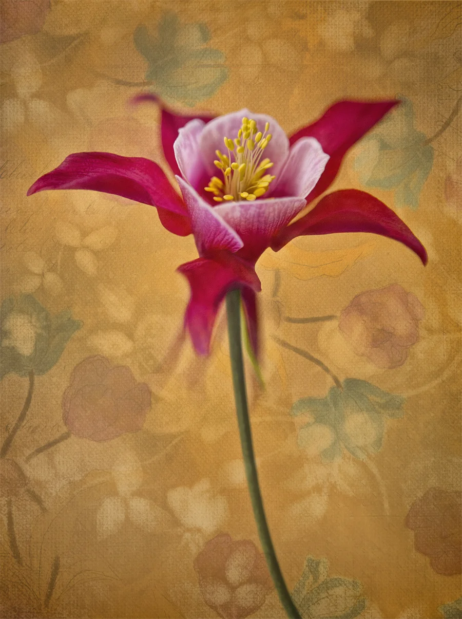"Wall Flower"