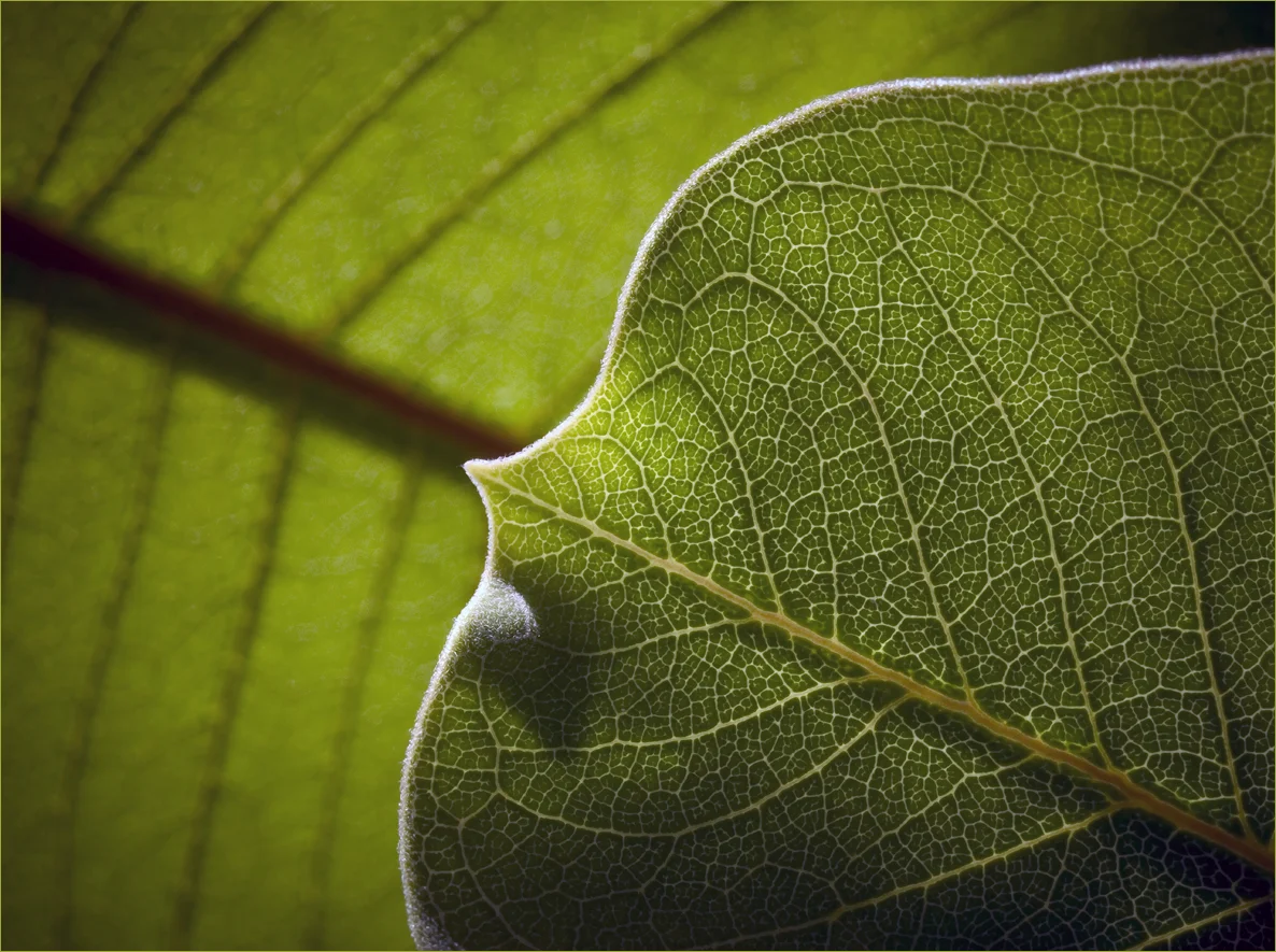 green5.jpg