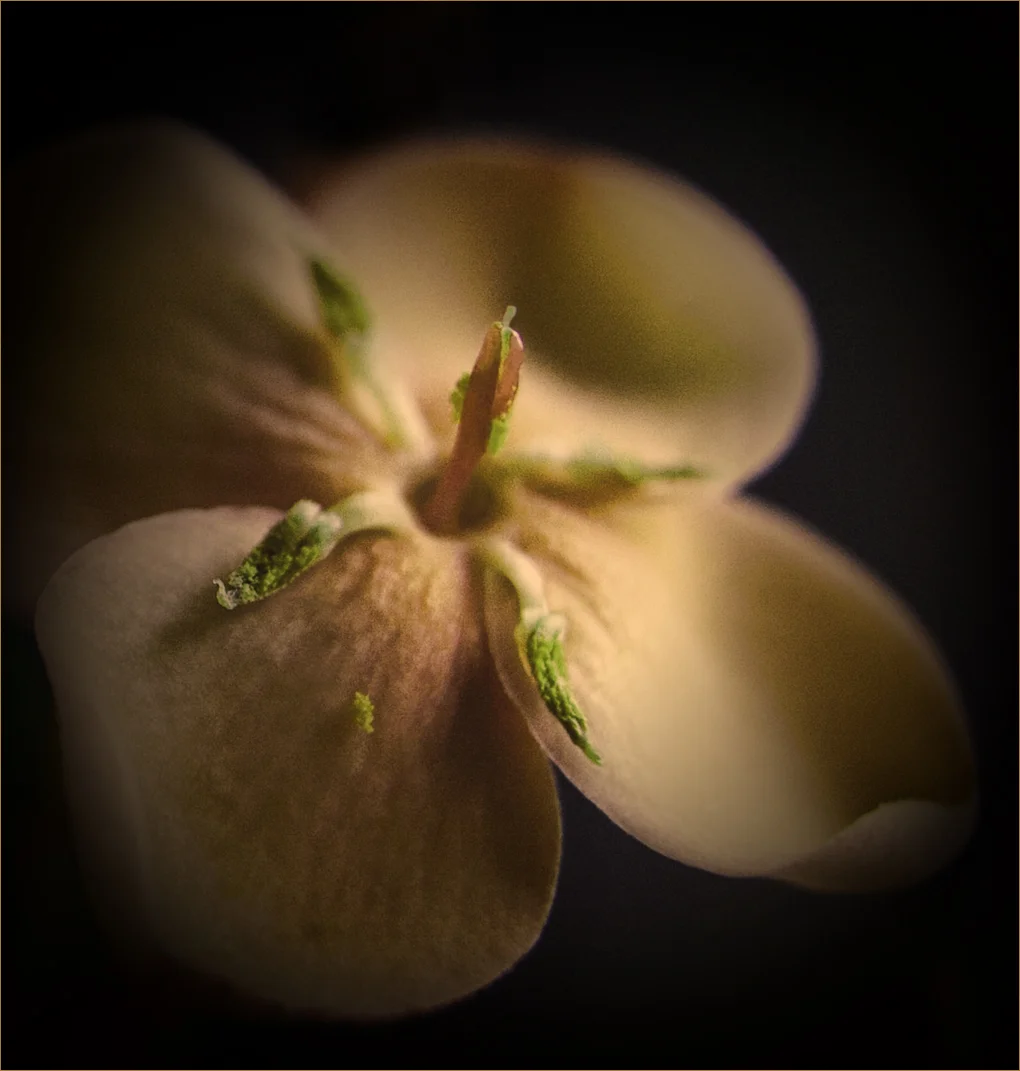 green-brown flower.jpg