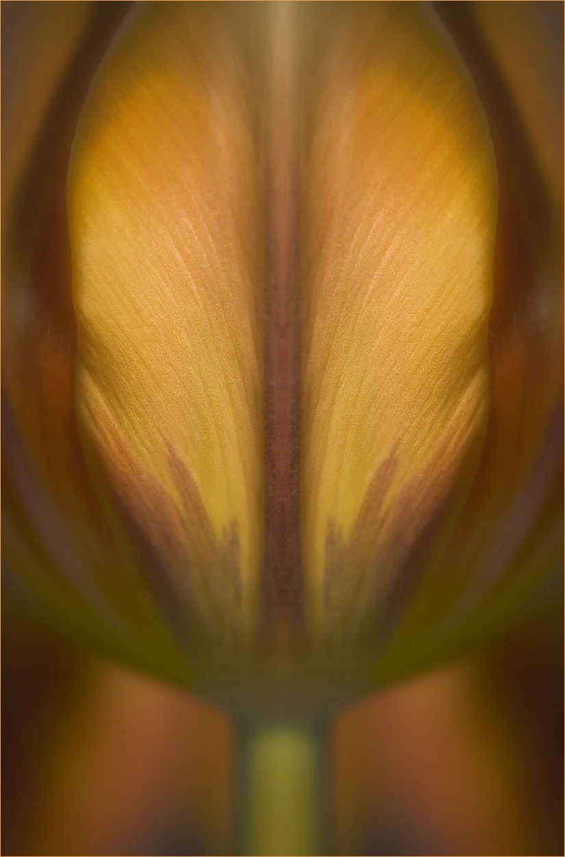 gold bloom.jpg