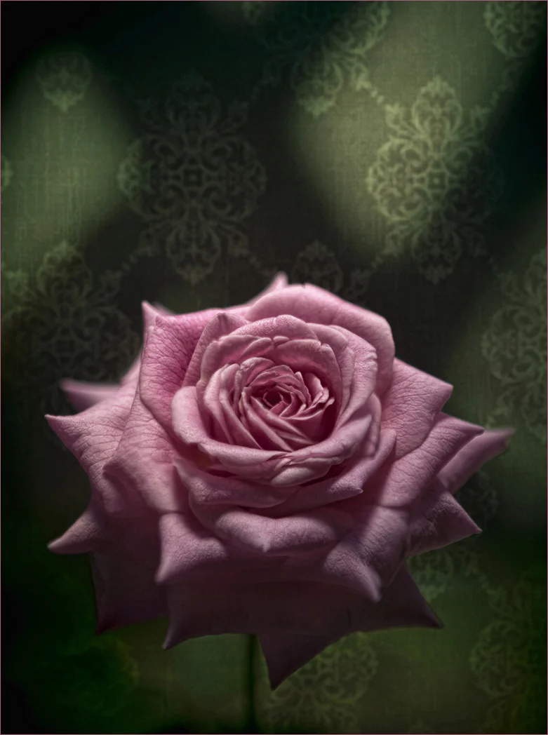"Granny's Rose"