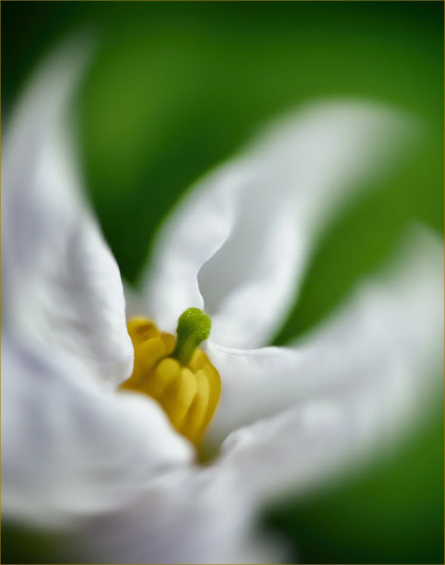 small white flower.jpg
