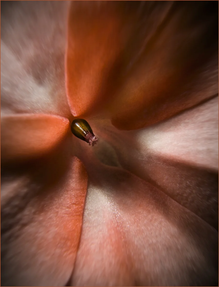orange center.jpg