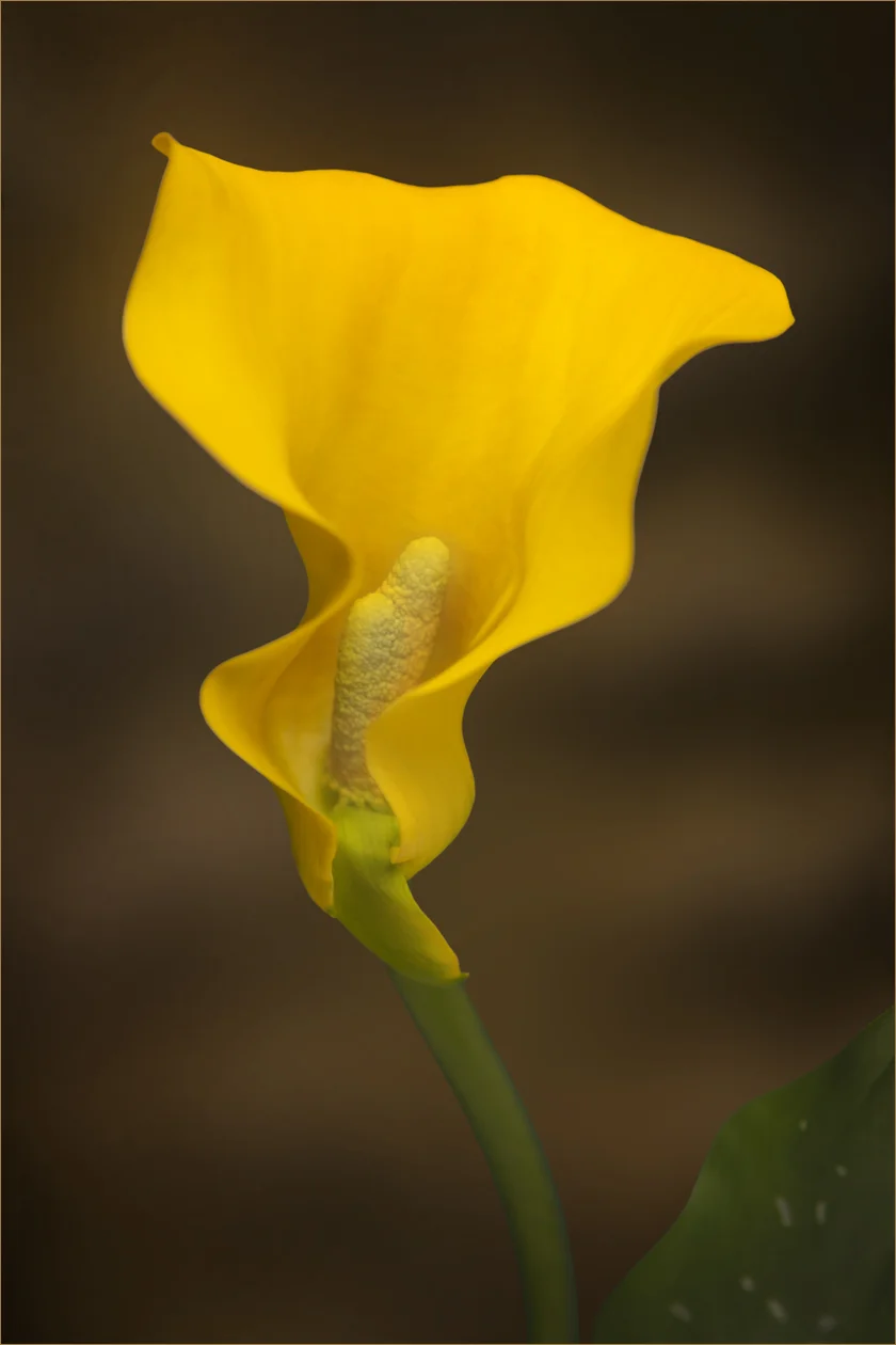 "Curvaceous"