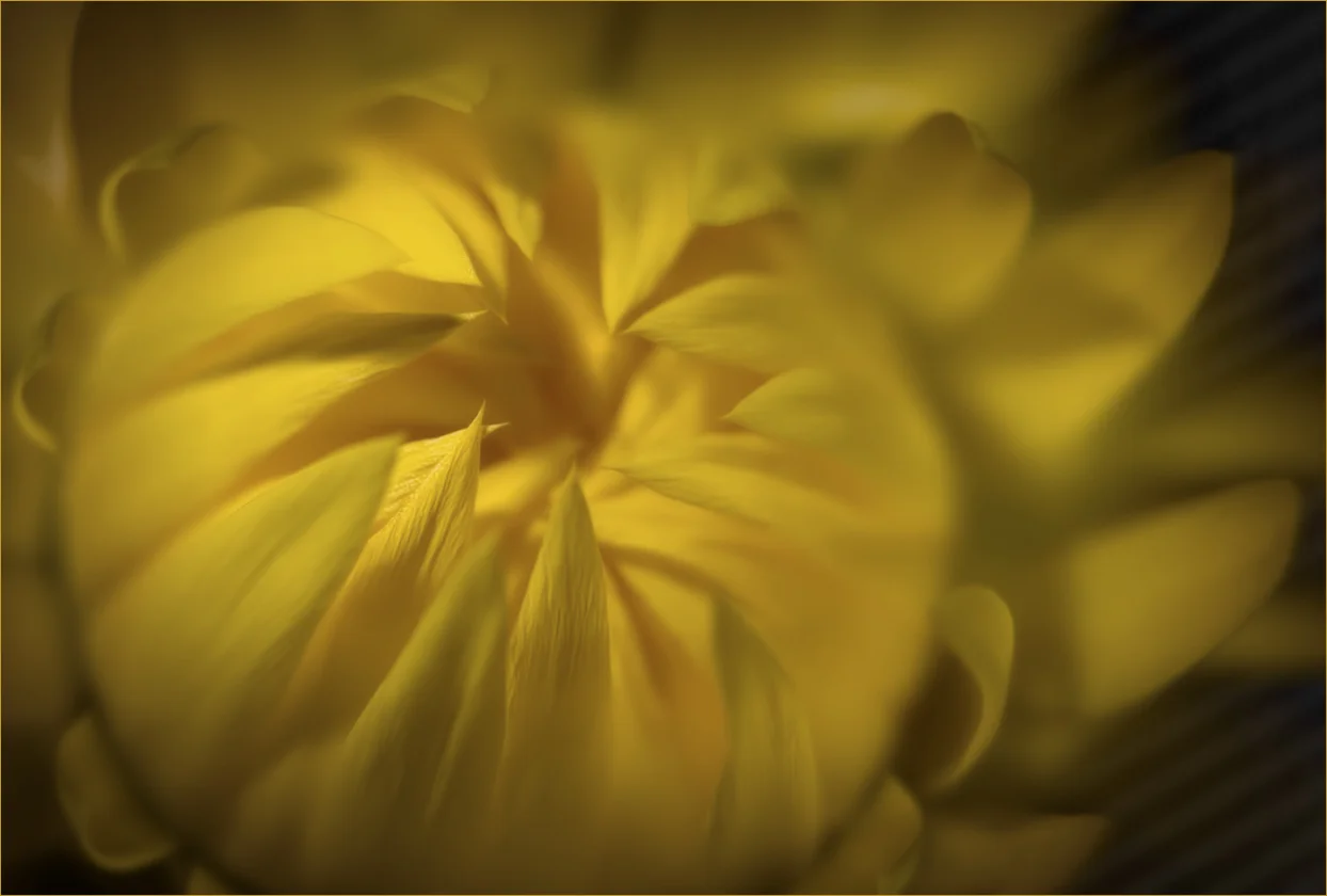 yellow pointy.jpg