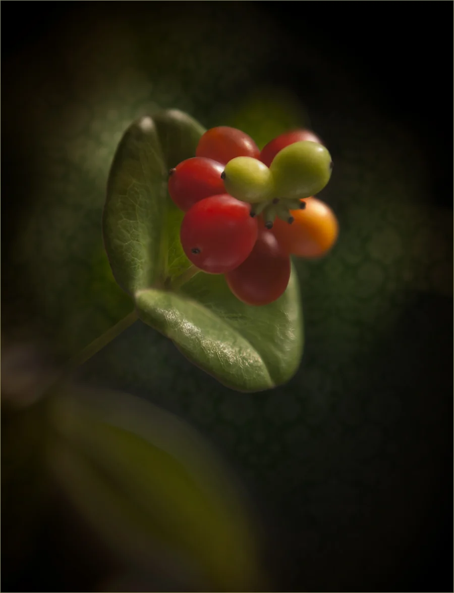 mixed berries.jpg