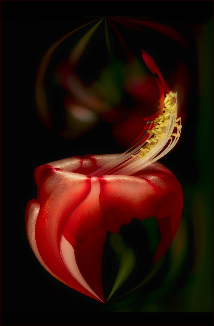 "Christmas Cactus"