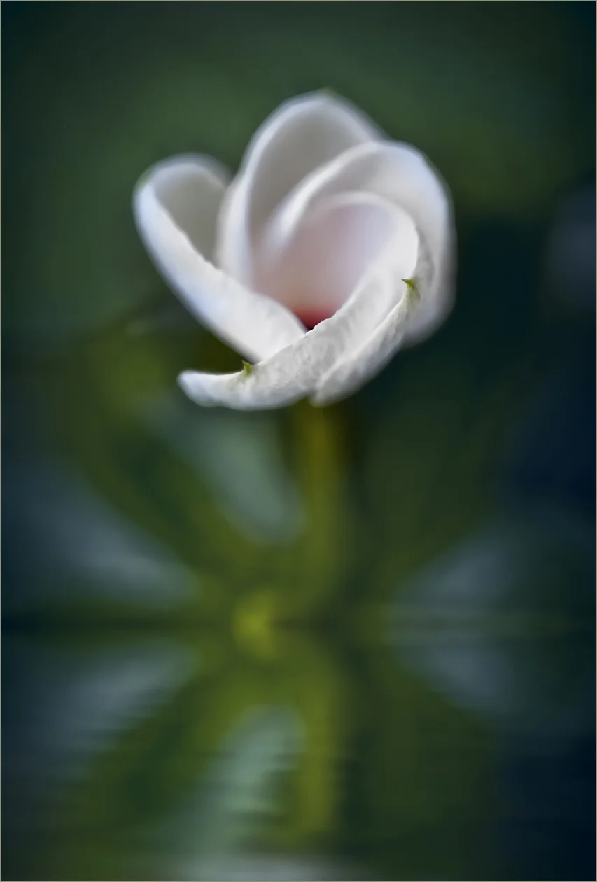 white flower.jpg