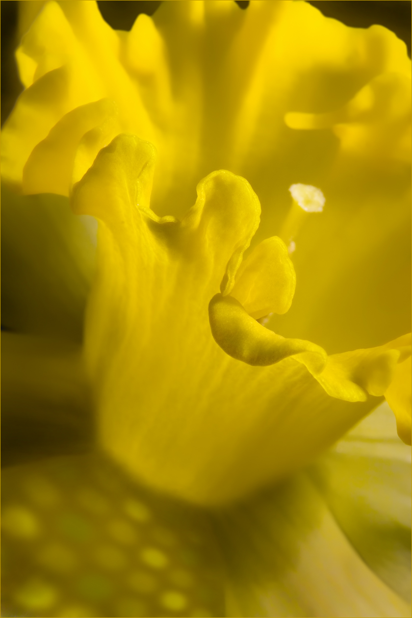 "Dappled Daffodil"