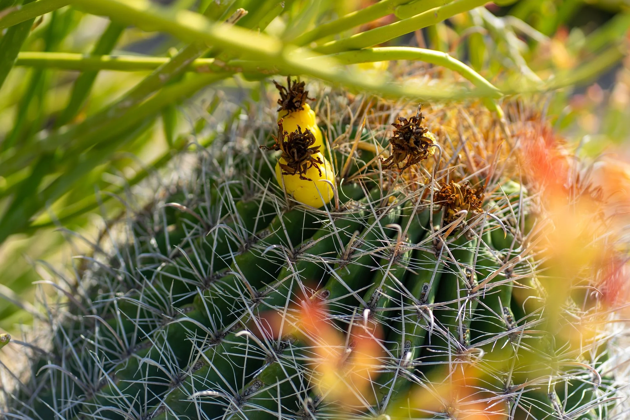 AZ_nature.jpg