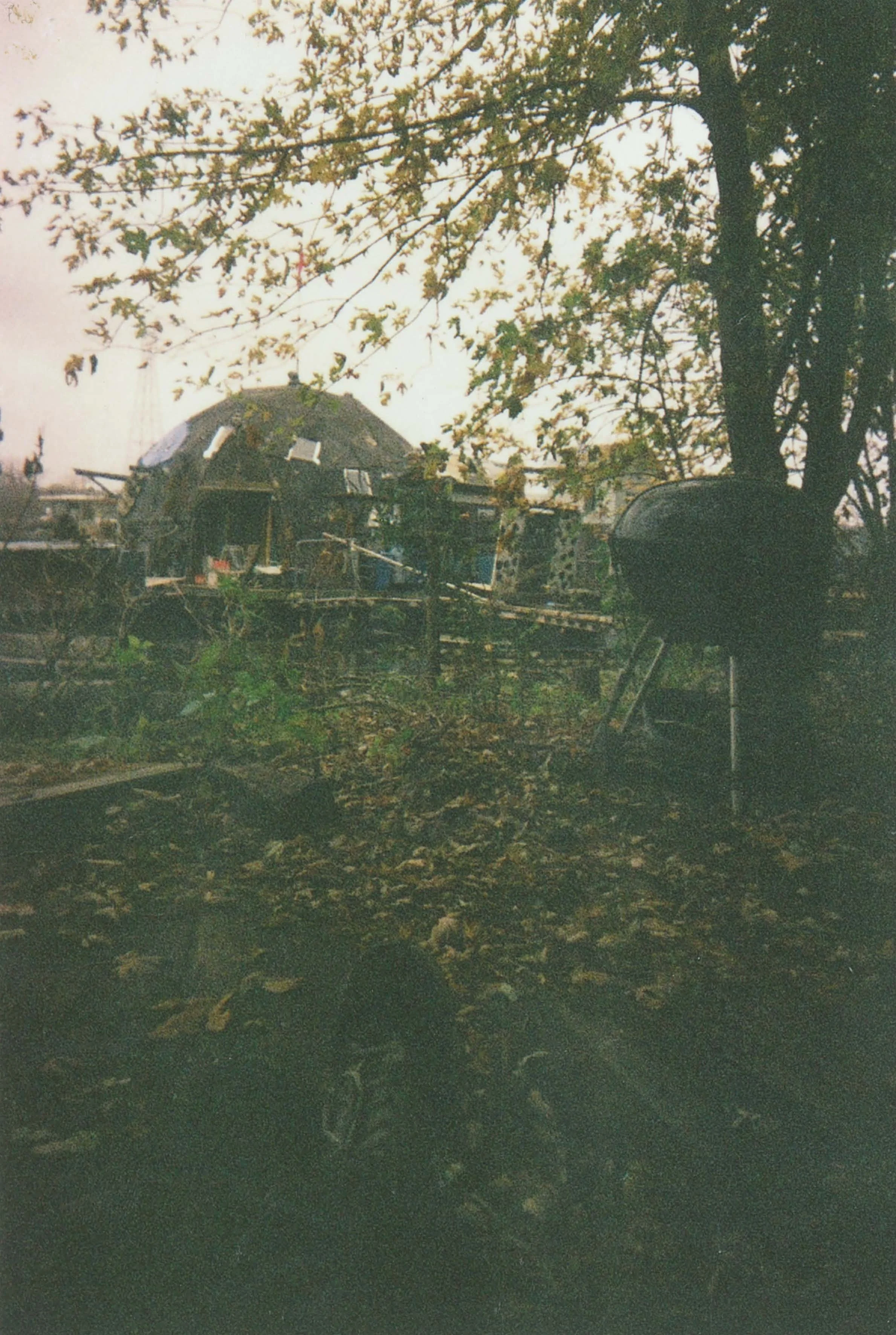 An outdoor scene with a house partially obscured by tree branches and leaves. The ground is covered with fallen leaves.
