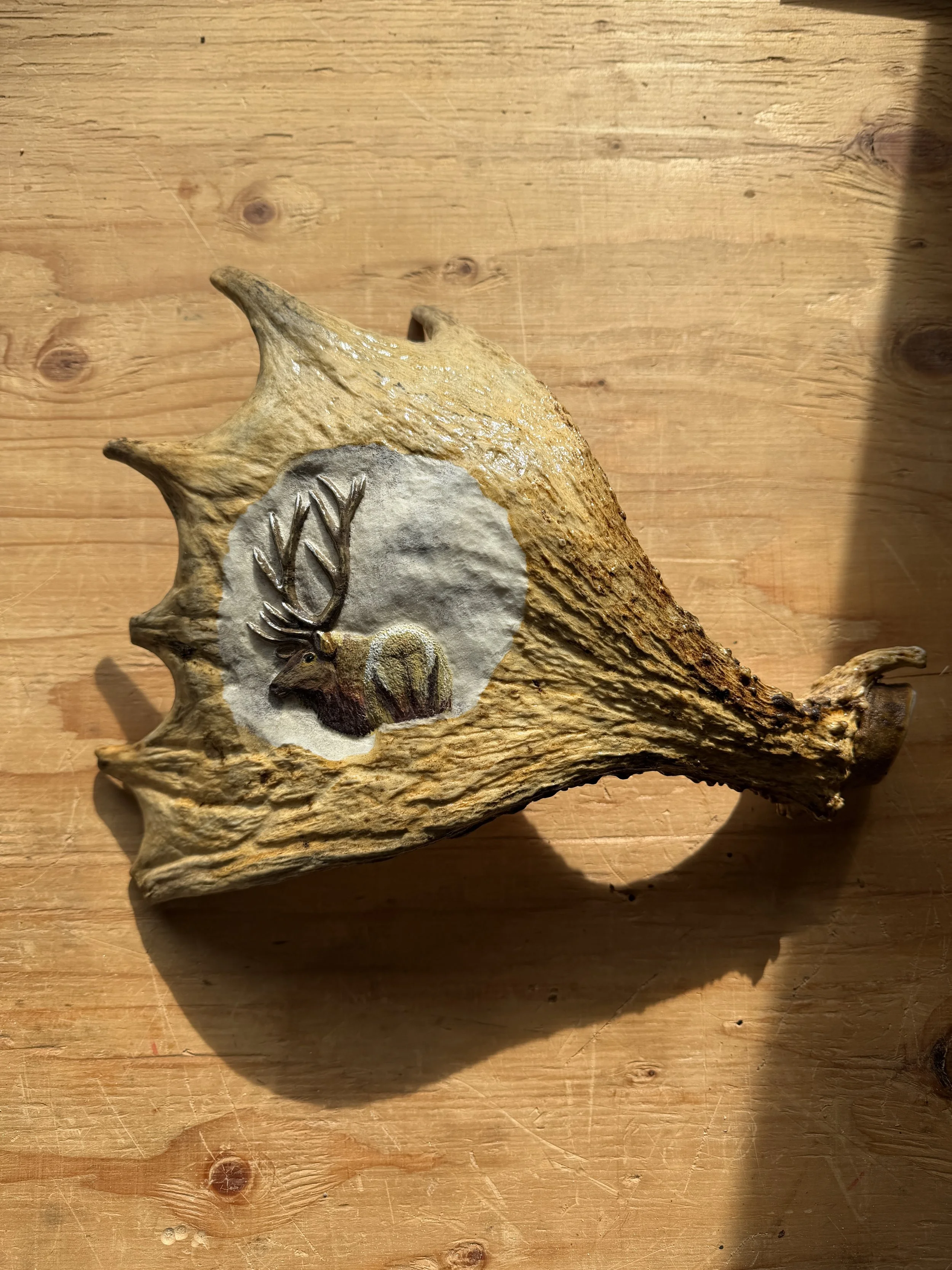 Elk on Moose Antler