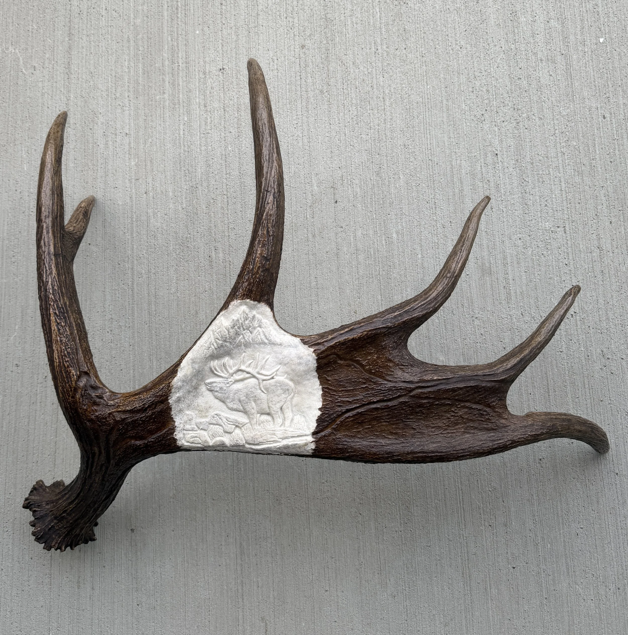 Elk on Moose antler with Cathedral of the Tetons
