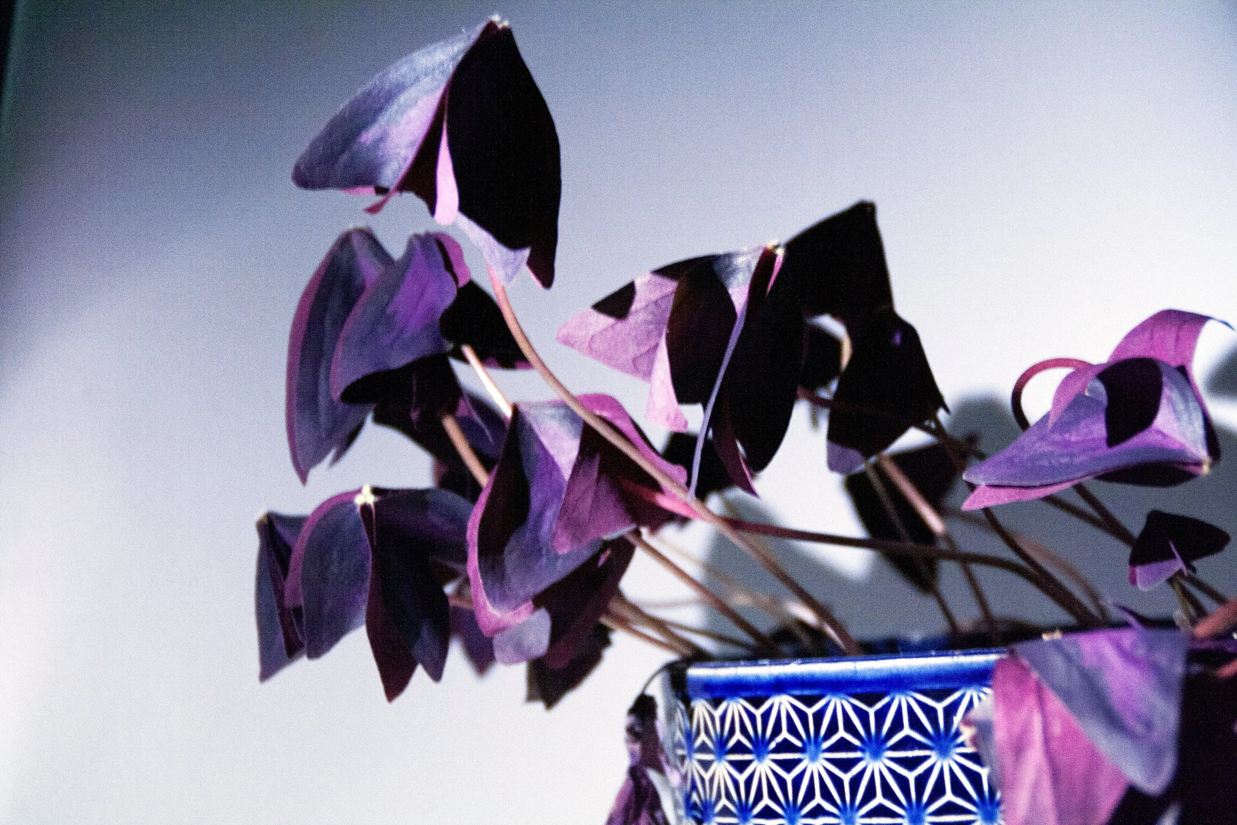 Close-up of purple and black leaves in a patterned blue and white vase.