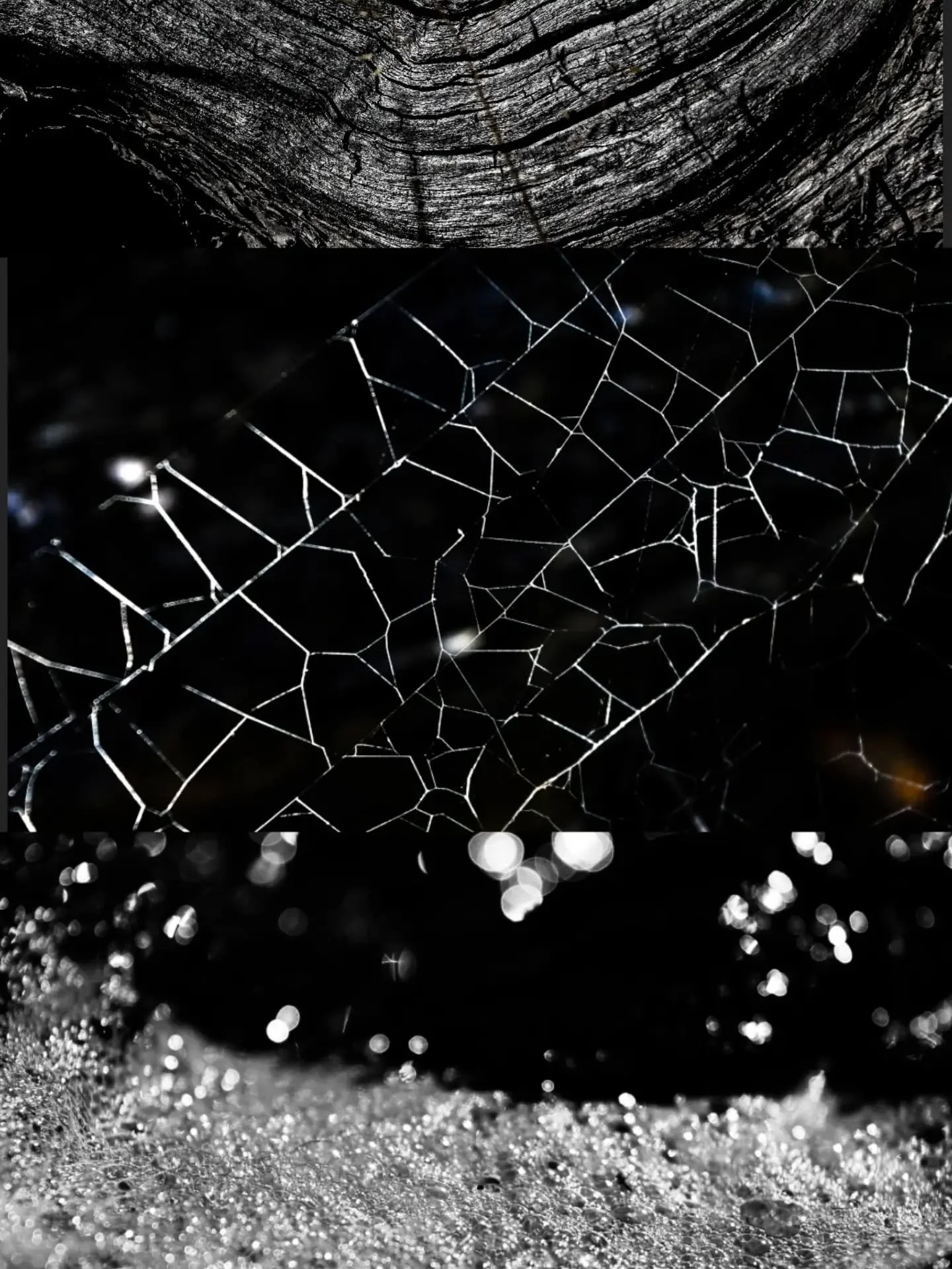 If 🕷️s aren't artists then idk!

Picture 1 was at Stevenson Island, capturing all the textures around the island got me obsessed.
A mio little Bubbles shimmering in the sun, part of a spiderweb in the spotlight and the texture on an old piece of dri