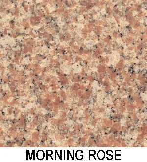 Morning Rose