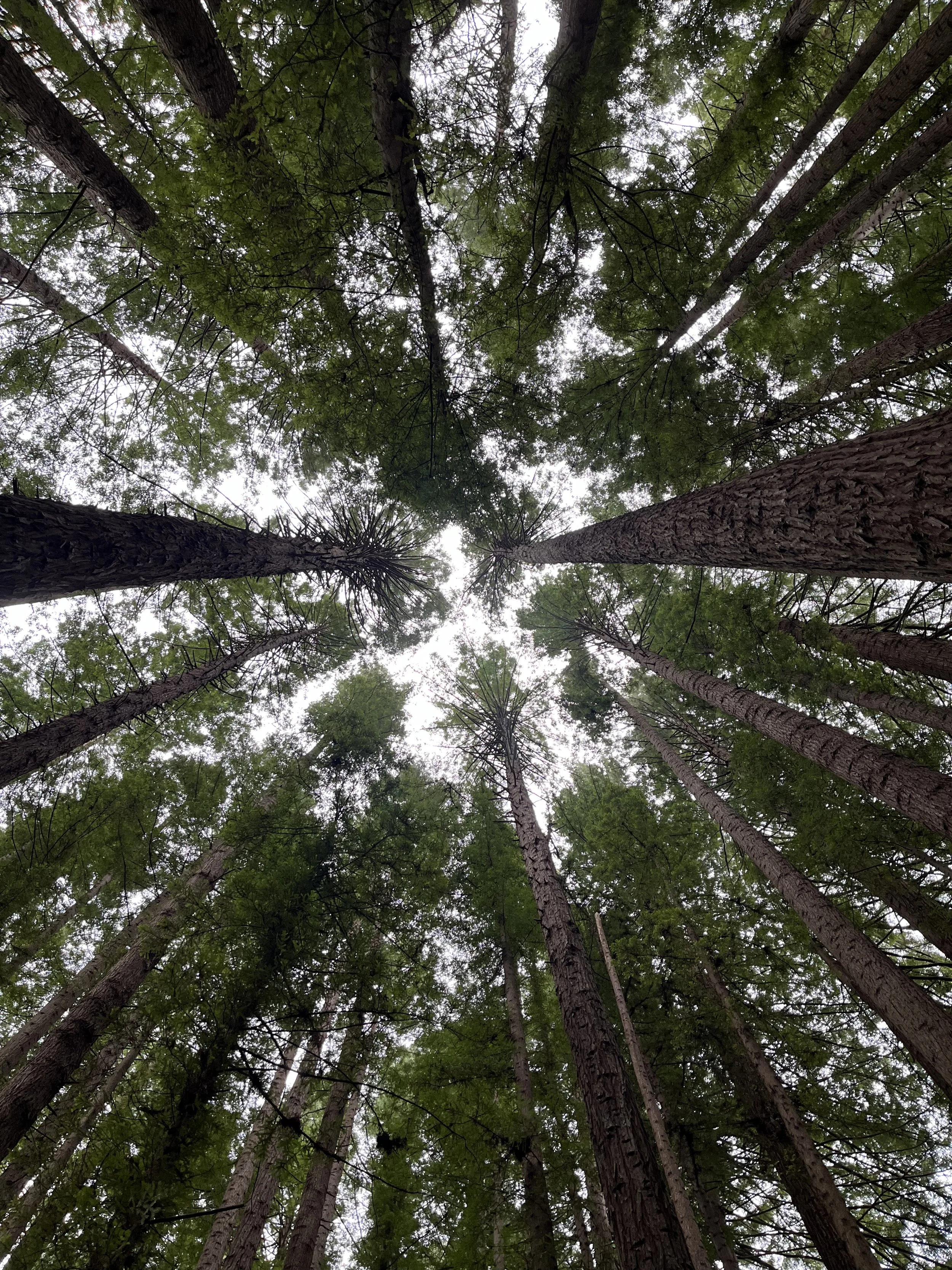 Looking up at tall trees in a forest, with green leaves and branches overhead and cloudy sky visible through the canopy.