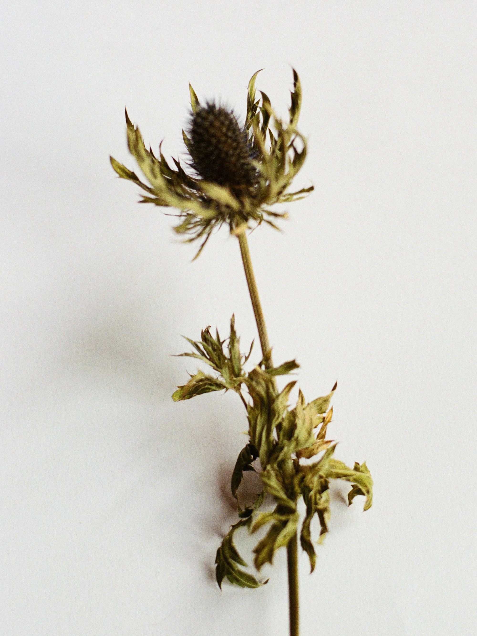 Dry, wilted flower with a dark seed head against a plain white background.