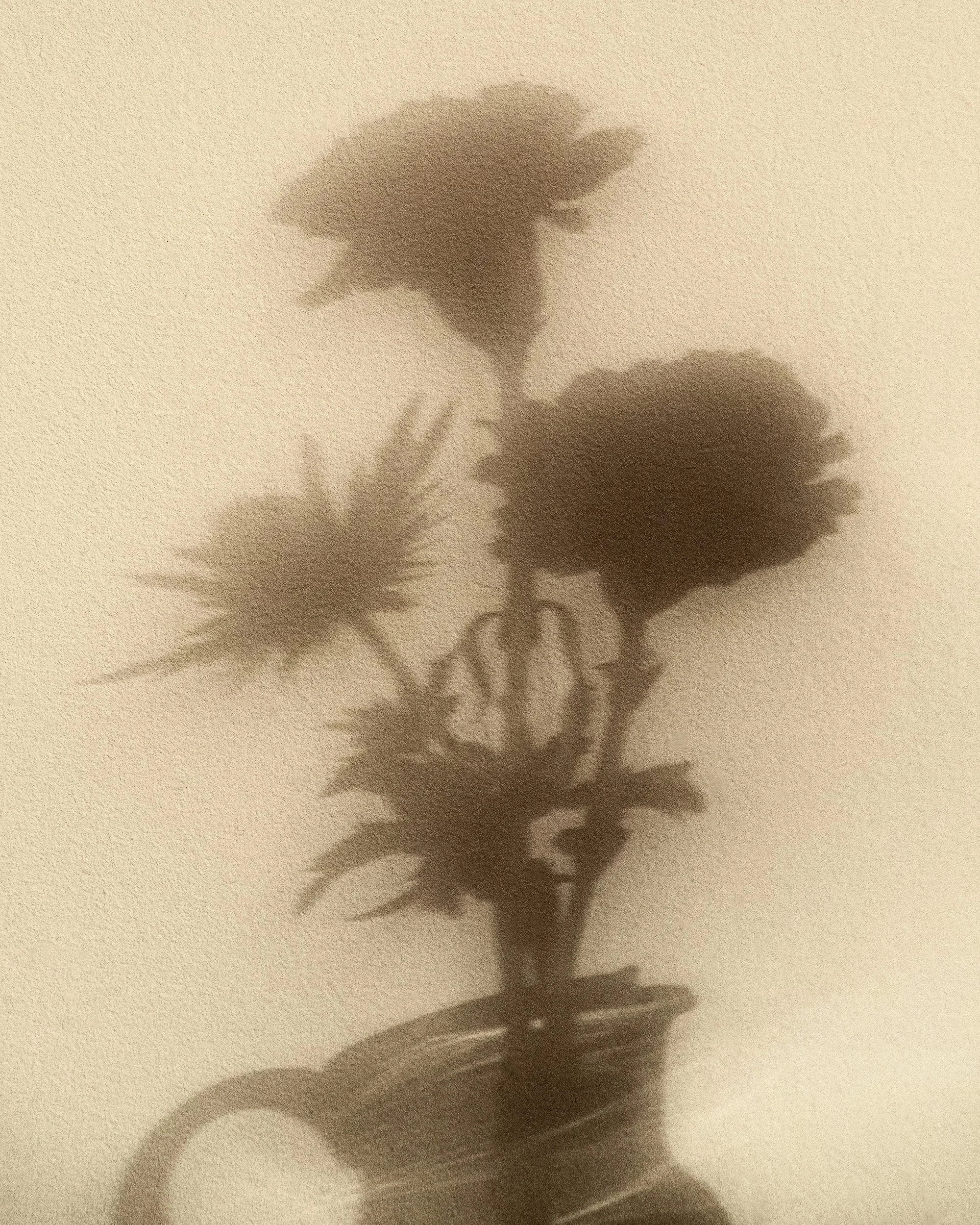 Silhouette of a person's profile with a shadow on a beige wall.