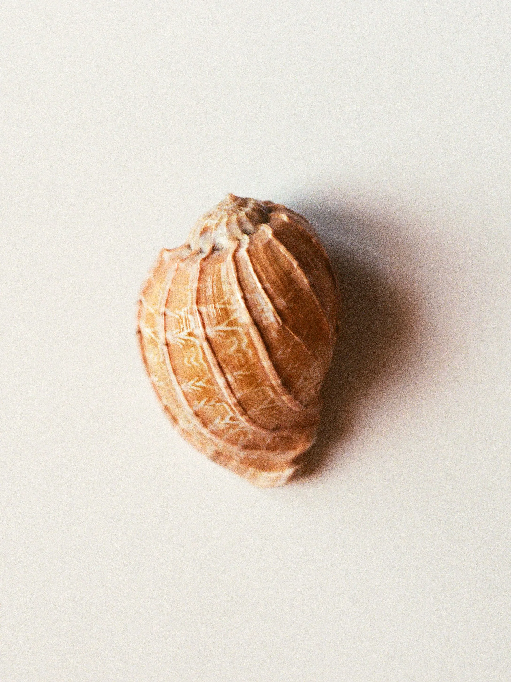 Close-up of a seashell against a plain white background.