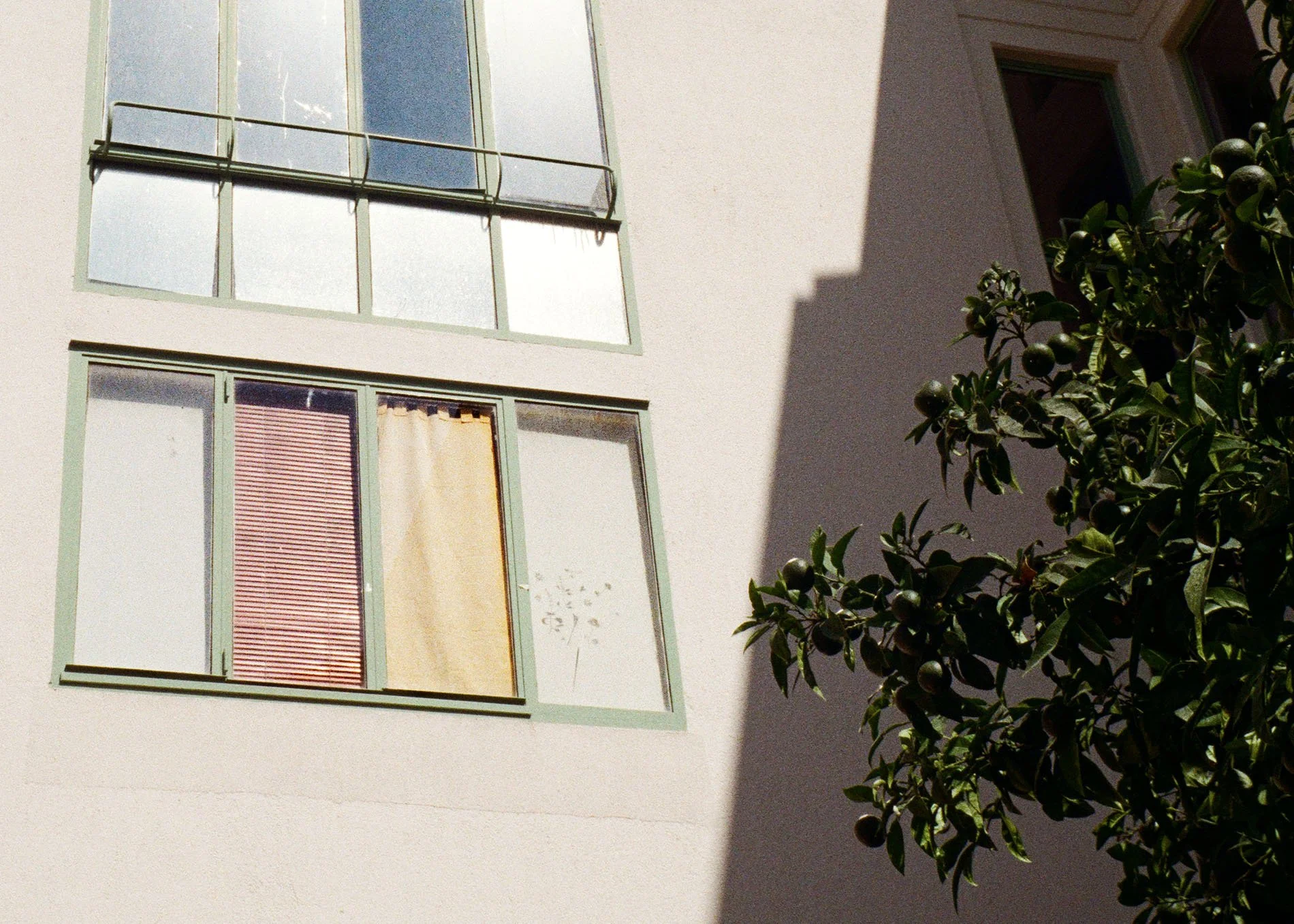 Part of a modern white building with three tall windows. The top window has frosted glass, the middle has closed blinds, and the bottom has a curtain. A tree with dark berries is on the right, and sunlight creates a shadow across the building wall.