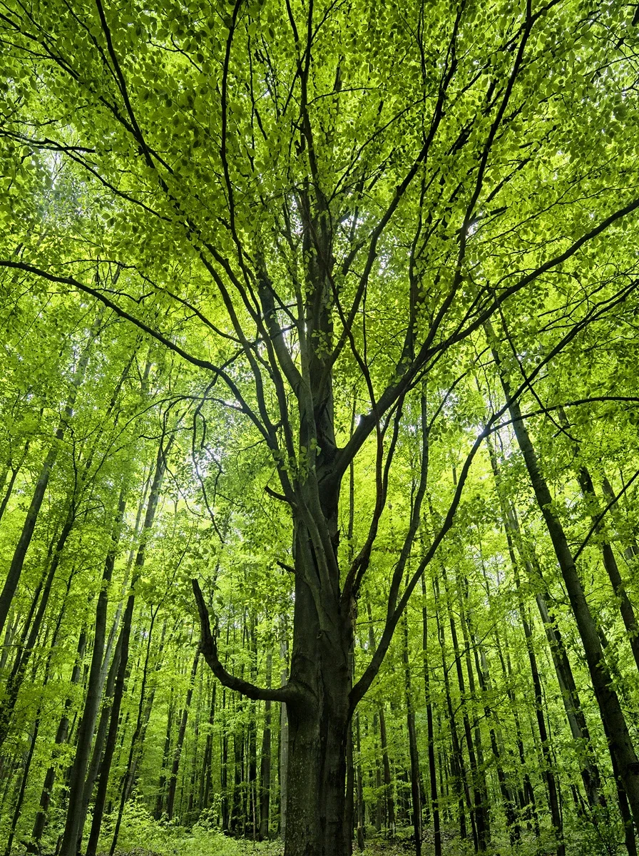 Havešová – Ancient and Primeval Beech Forests of the Carpathians, UNESCO World Heritage Site, Slovakia