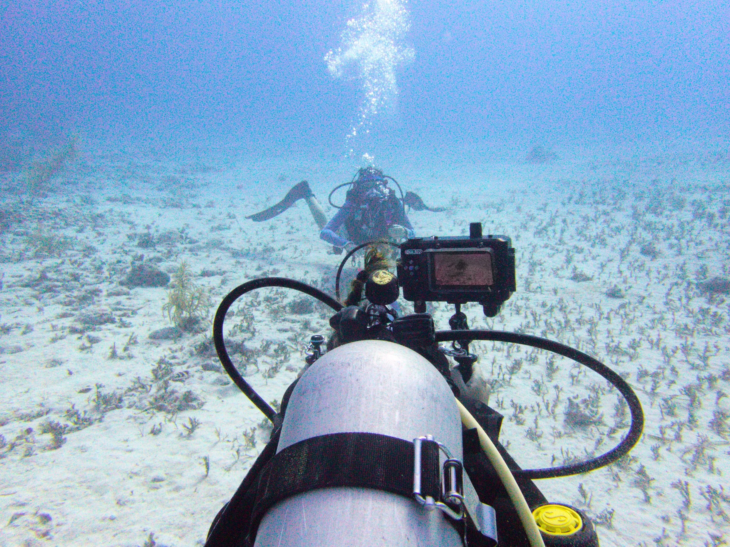 Reefs Go Live