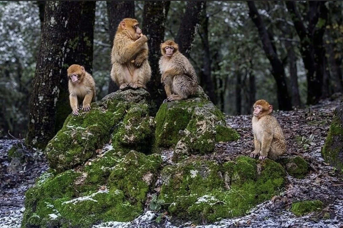 Five monkeys sitting on moss-covered rocks in a forest.