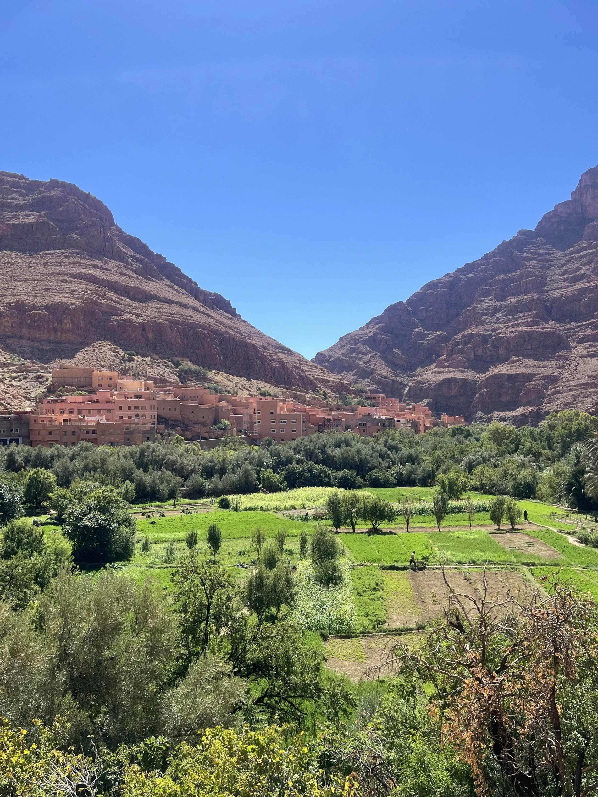 A lush green agricultural field with trees and shrubs, set against a backdrop of brown rocky mountains under a clear blue sky.