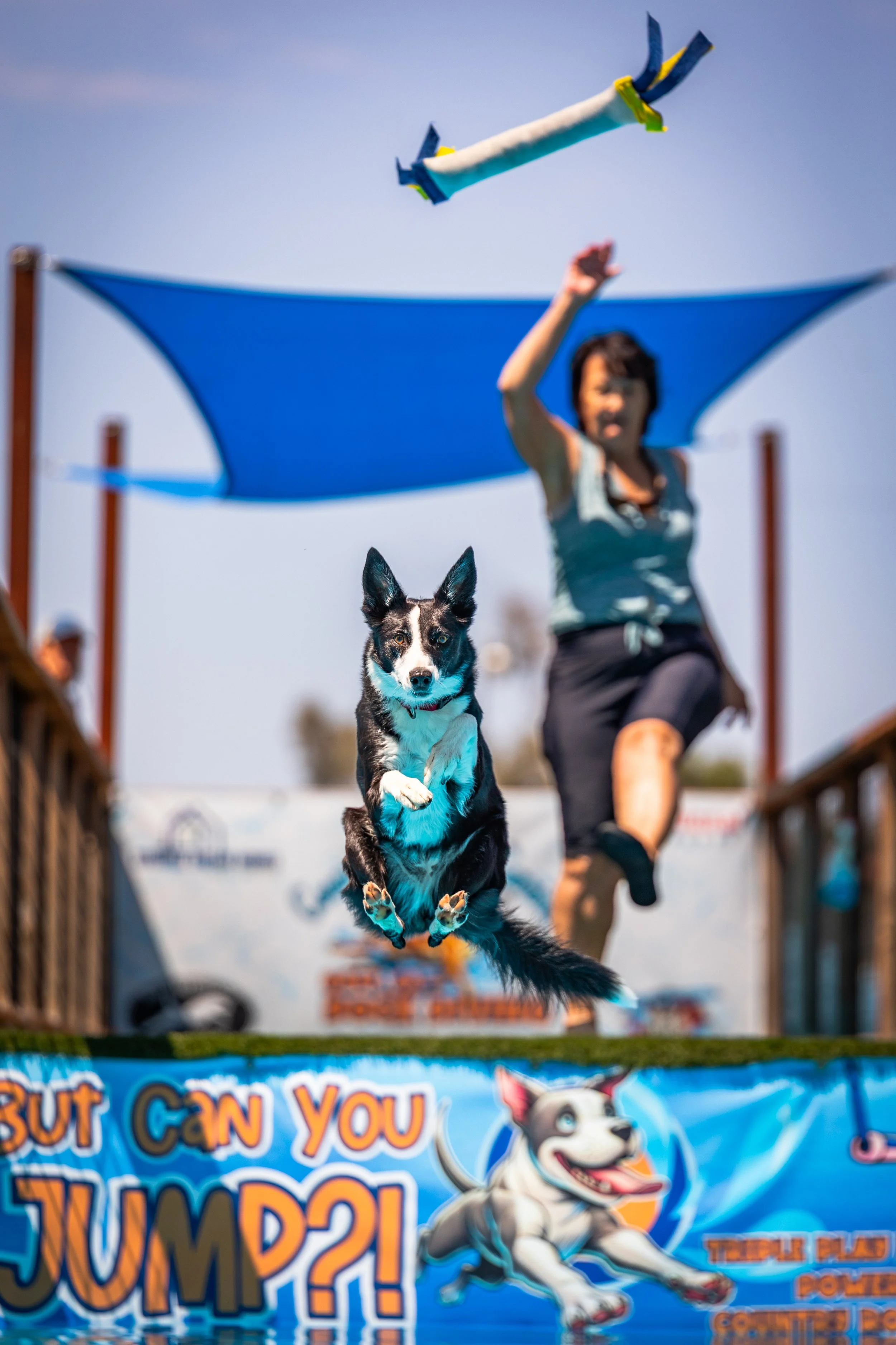 A black and white dog jumping in the air towards a flying toy, with a woman behind it in a blue shirt, outdoors on a sunny day, with a blue tent or canopy in the background.