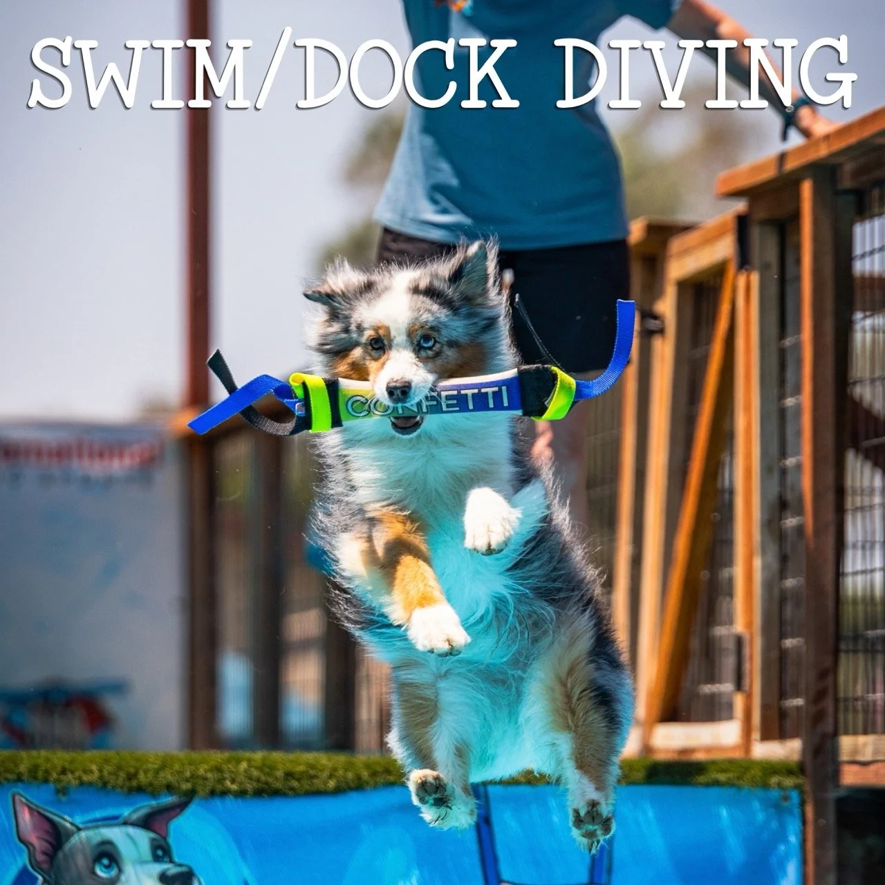 A dog with blue eyes jumping off a dock into the water, holding a frisbee in its mouth, with a person standing nearby and a wooden fence in the background.