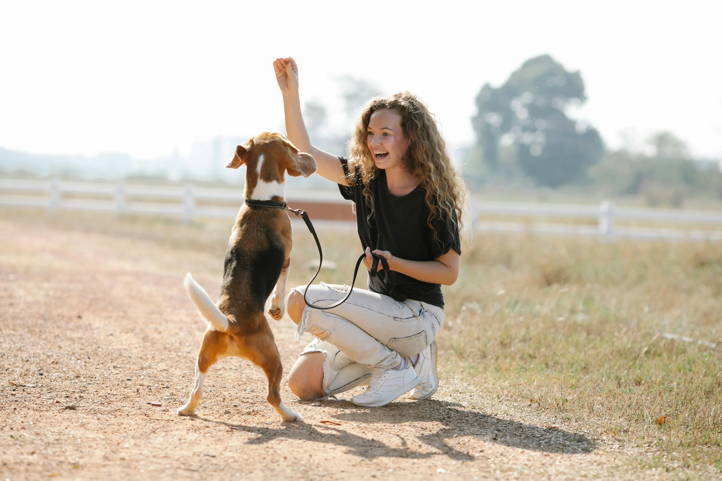 A young woman with curly hair, wearing a black shirt and ripped white jeans, kneeling on the ground outdoors, enthusiastically playing with a young beagle puppy that is jumping up at her, with a white fence and trees in the background.