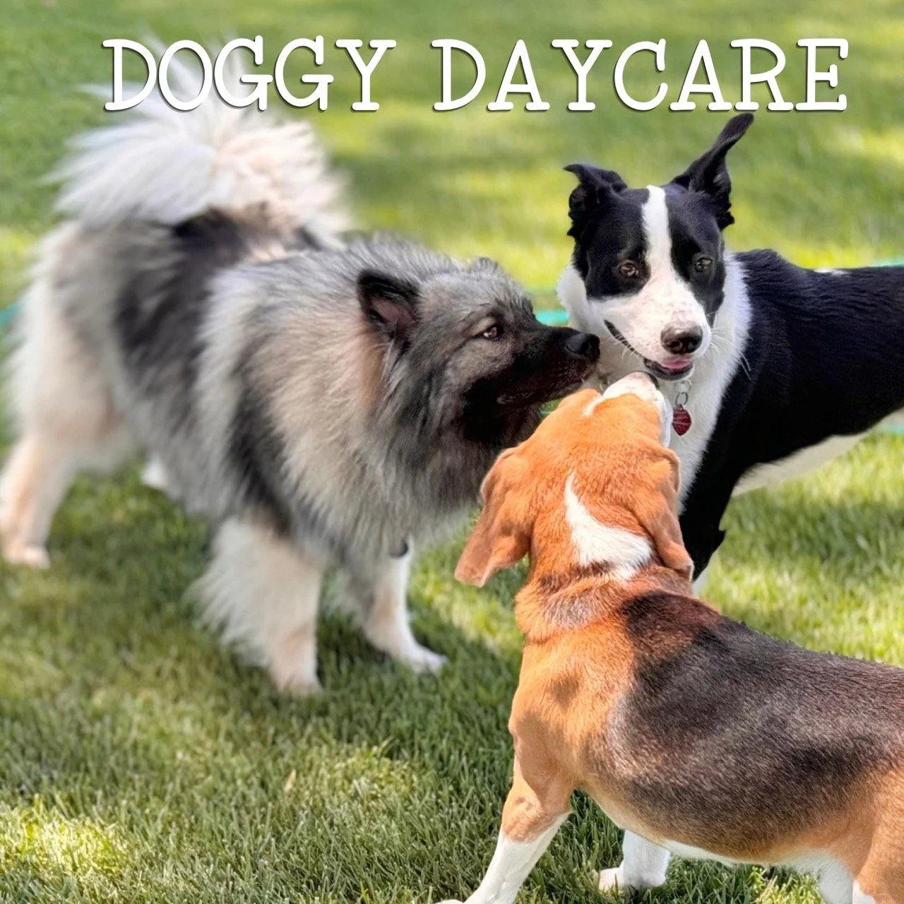 Three dogs playing together on a grassy lawn, with one dog sniffing another's face and a third dog standing nearby.