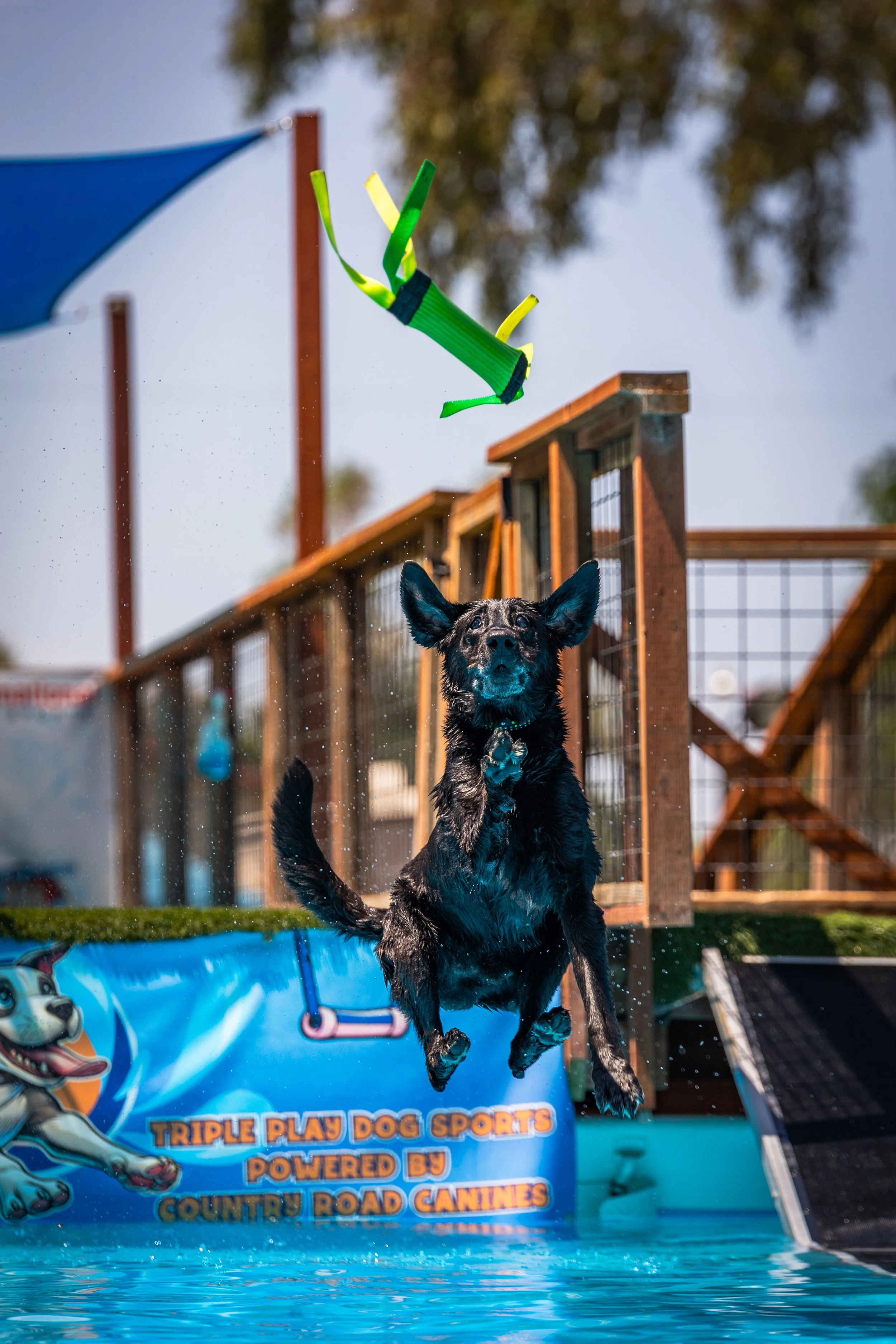 A black dog jumping into a small pool at a dog park, with a blue splash pad and a wooden fence in the background. The dog appears excited and wet.