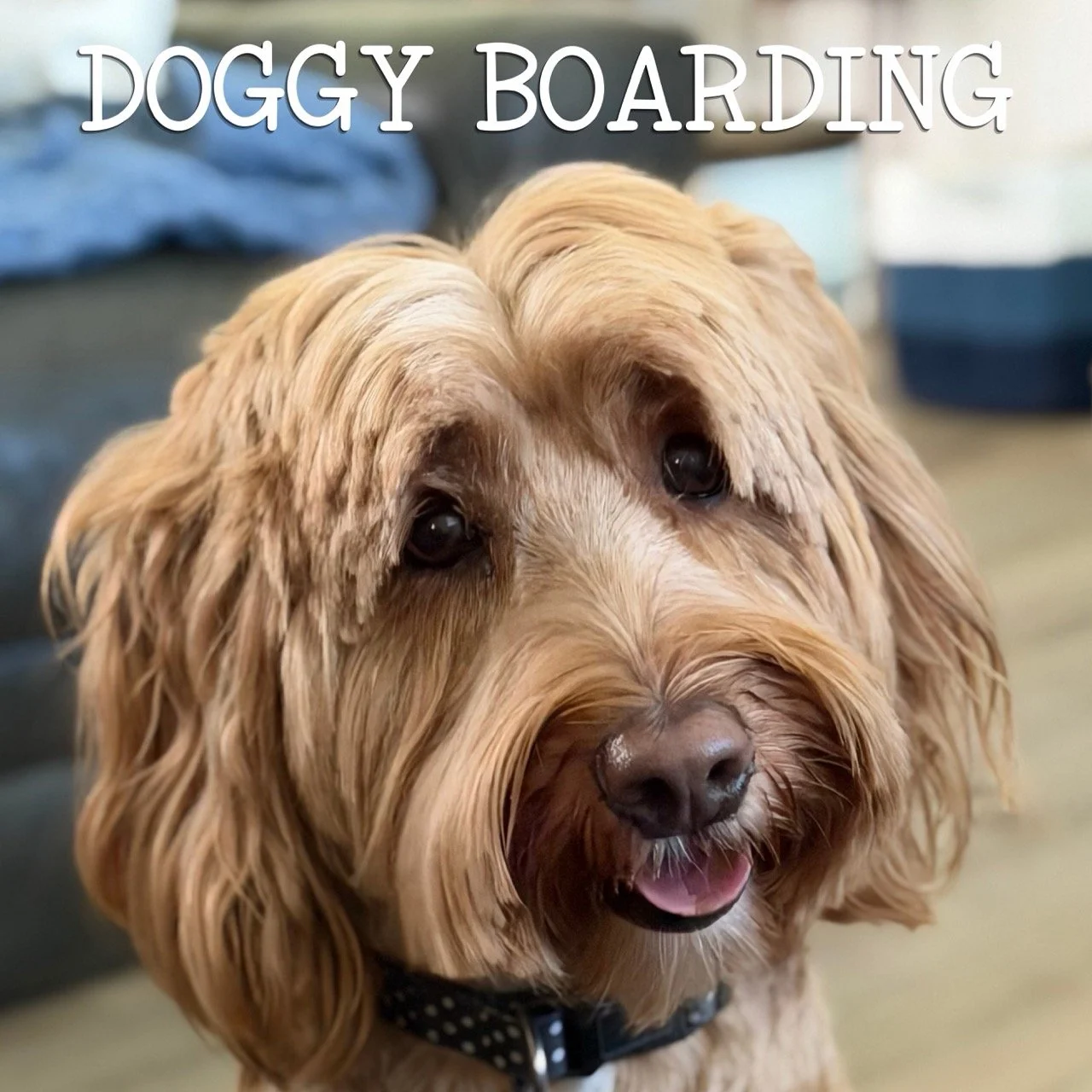 Close-up of a happy golden retriever dog with wet fur and a collar, with the words 'Doggy Boarding' at the top.