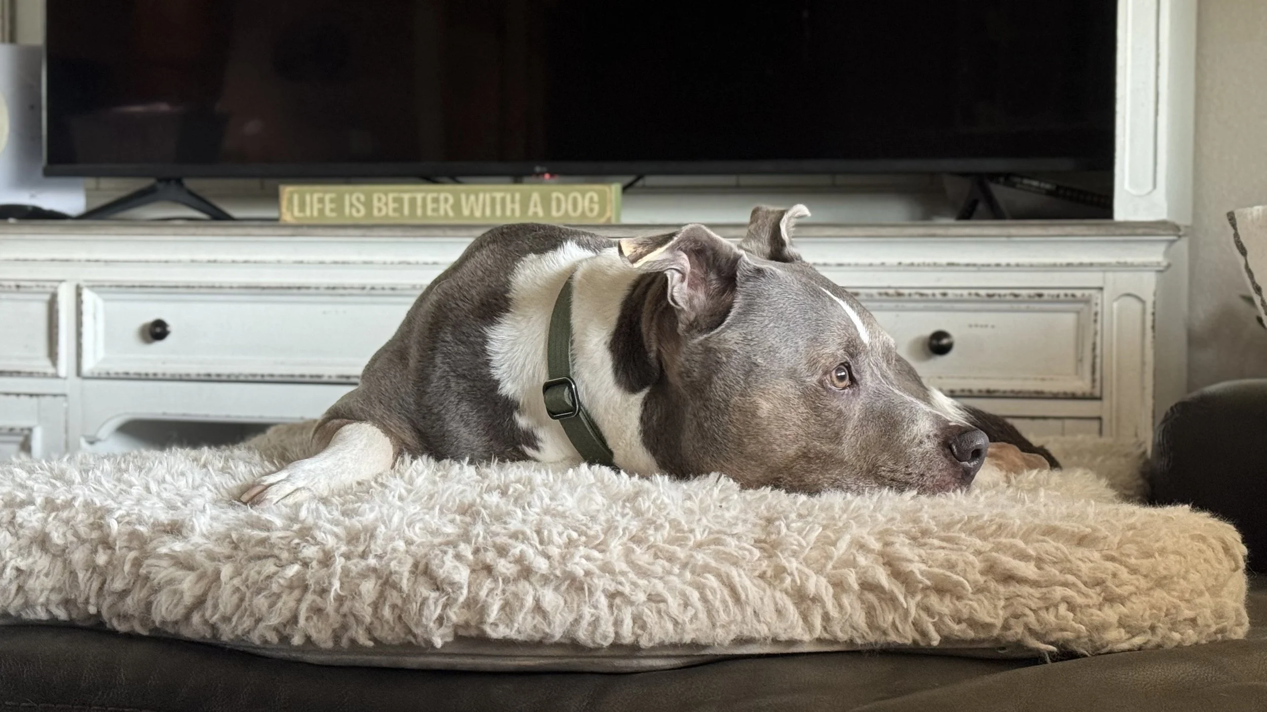 A dog lying on a fluffy white rug in front of a white cabinet with a vintage style. Behind the dog, there is a TV with a sign that reads 'LIFE IS BETTER WITH A DOG'.