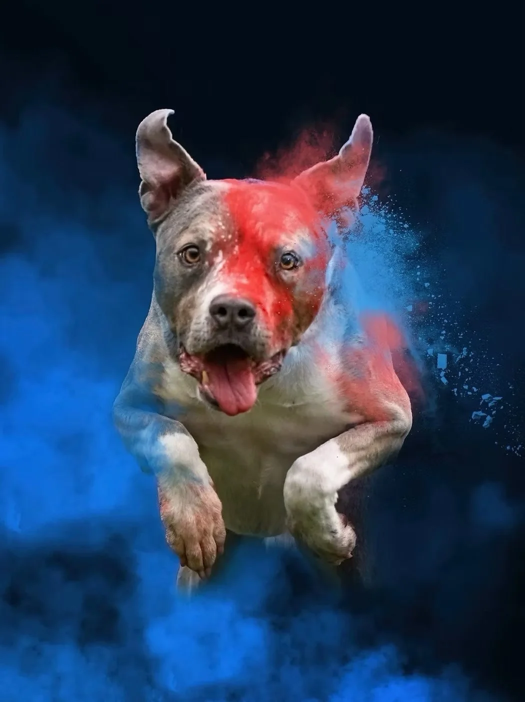 A dog appears to be running through blue and red powder clouds against a dark background.